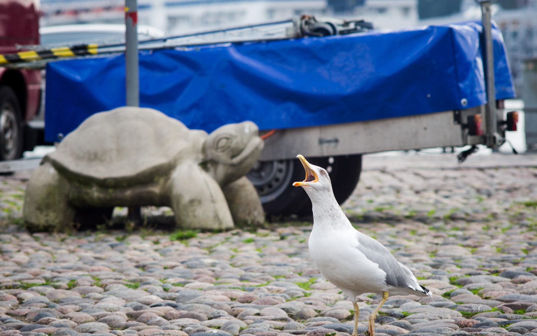 Screaming seagull