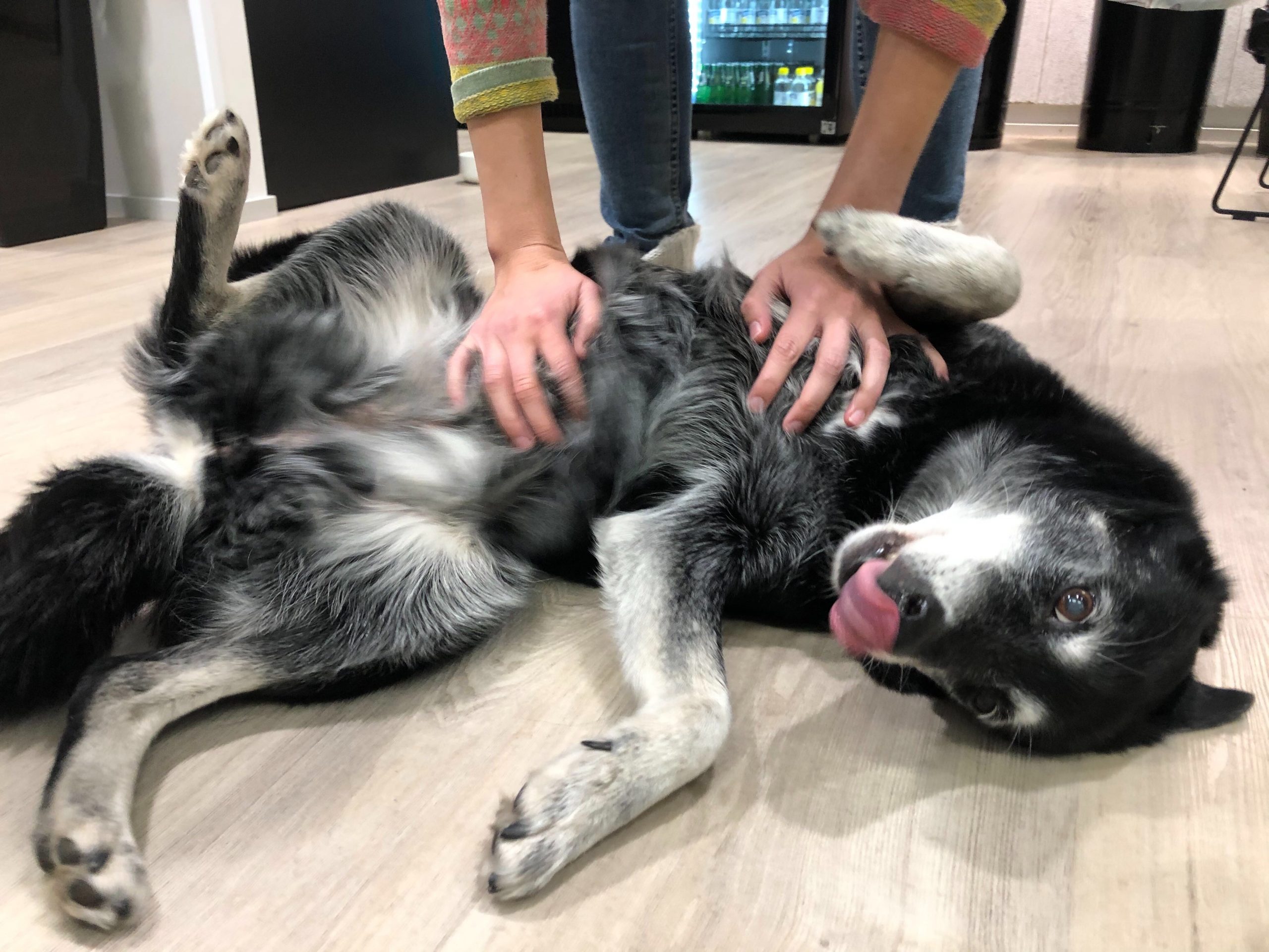 Toimistokoira Hiili nauttii rapsutuksista